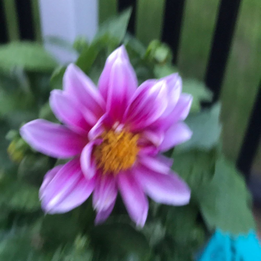 Meet your Posher, Becky